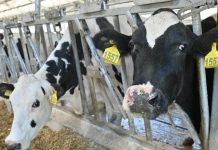 Рязанская область получит дополнительно почти три миллиона рублей на развитие племенного животноводства