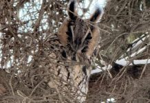 Рядом со Скопинским Домом социального обслуживания поселилась сова